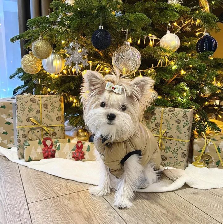 фото породы Russian salon dog