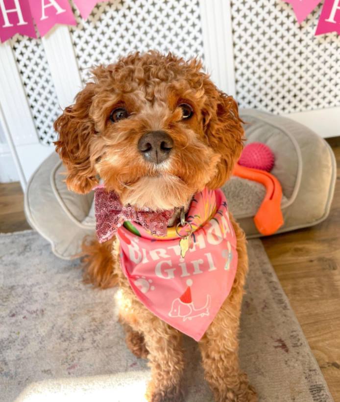 фото породы cavapoo