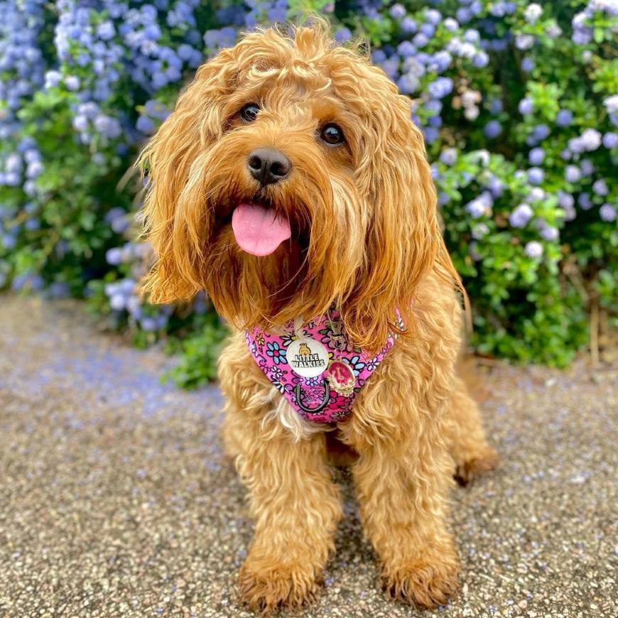 Cavapoo