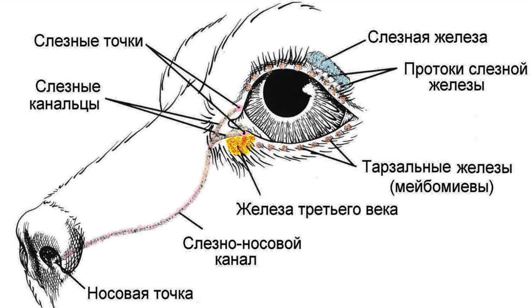 Строение глаза собаки