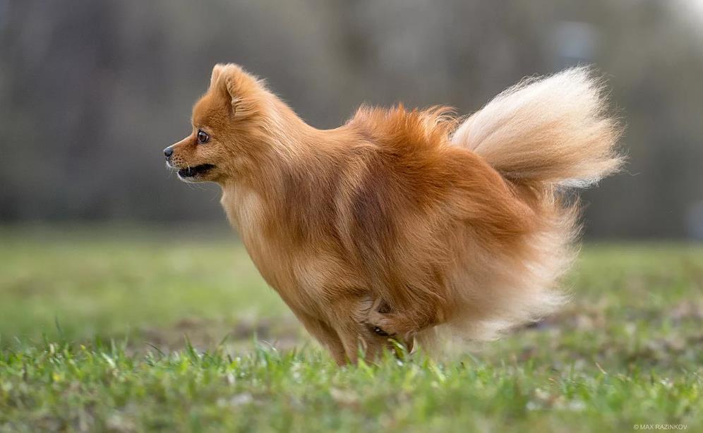Кляйншпиц