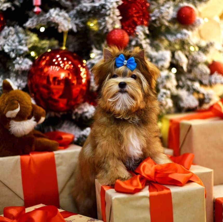 Russian salon dog фото собаки