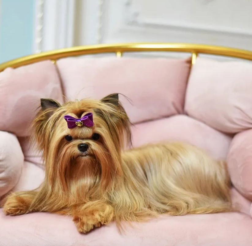 Russian salon dog
