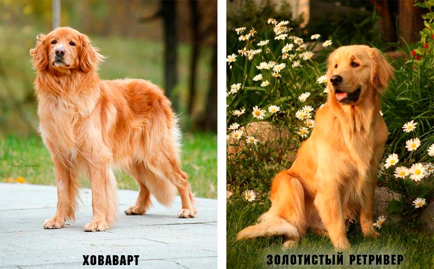 отличия пород