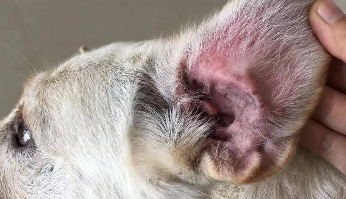Демодекоз (Demodex canis, injai, mange) - вредоносный клещ у собак