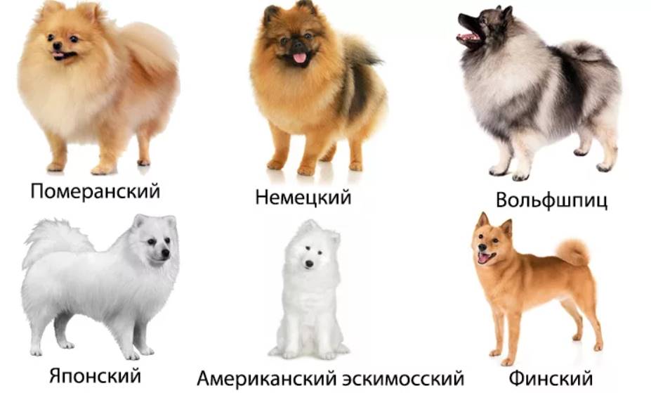 разновидности шпицев
