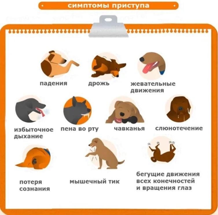 симптомы эпилепсии у собак