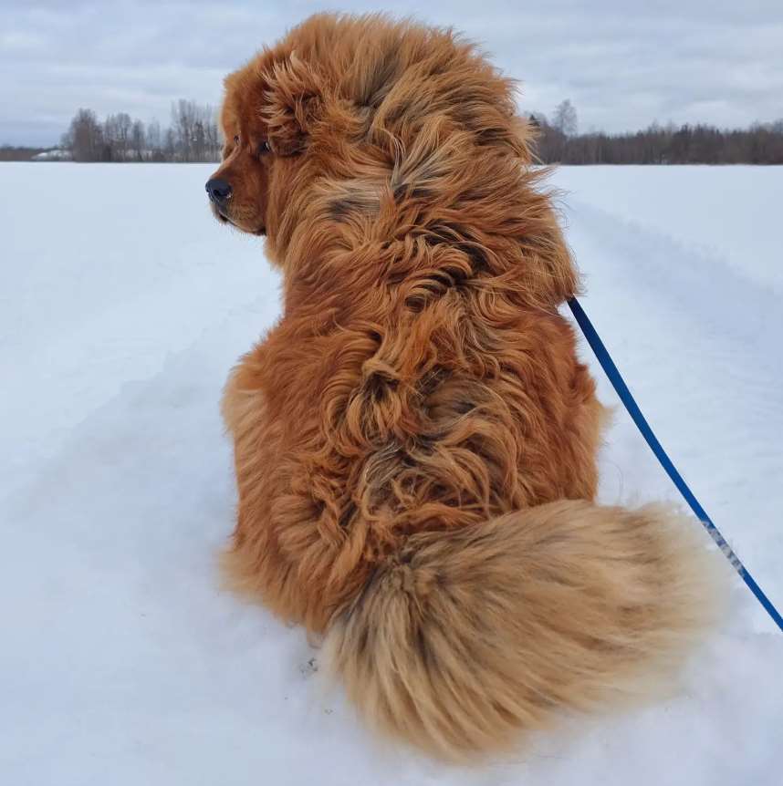 Рыжий Мастиф