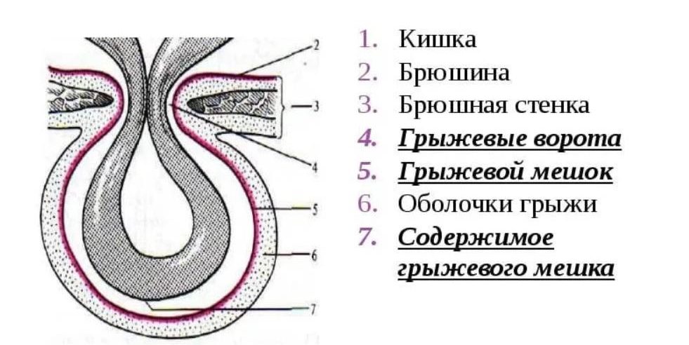 Что делать, если у собаки грыжа: сиптомы с фото, рекомендации по лечению