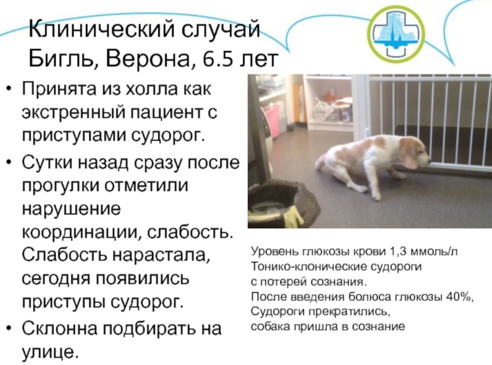 судороги у собаки клинический случай