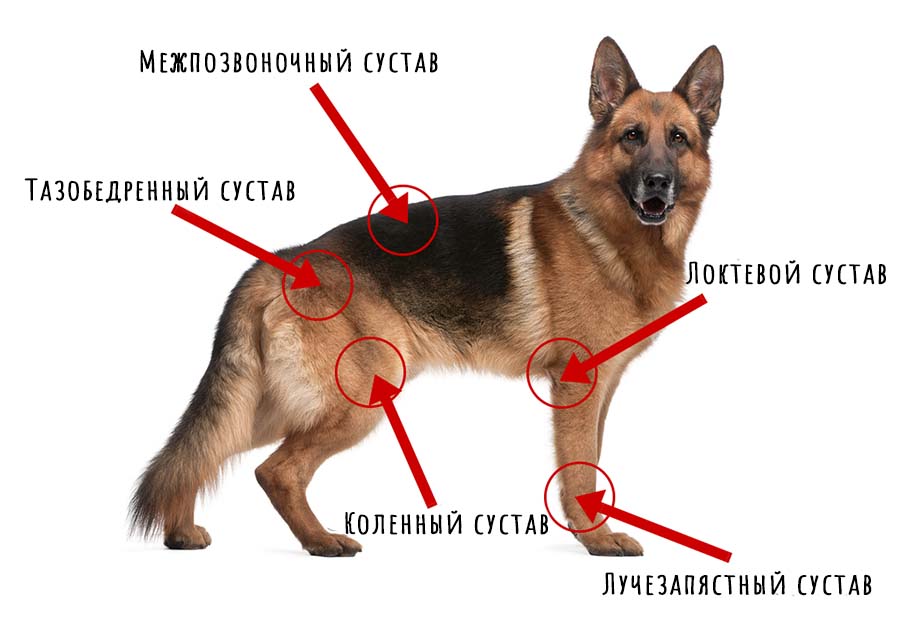 суставы у собак