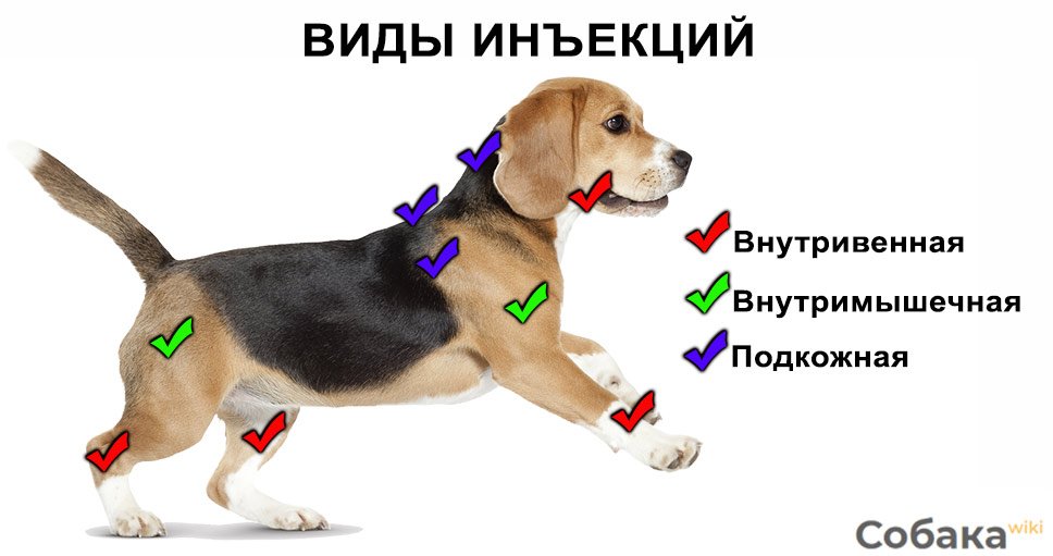 куда делать укол собаке