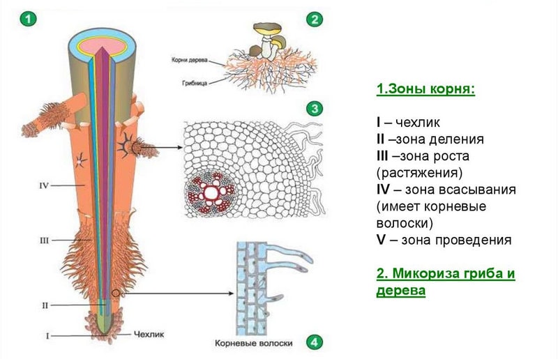 Внутренее строение корня