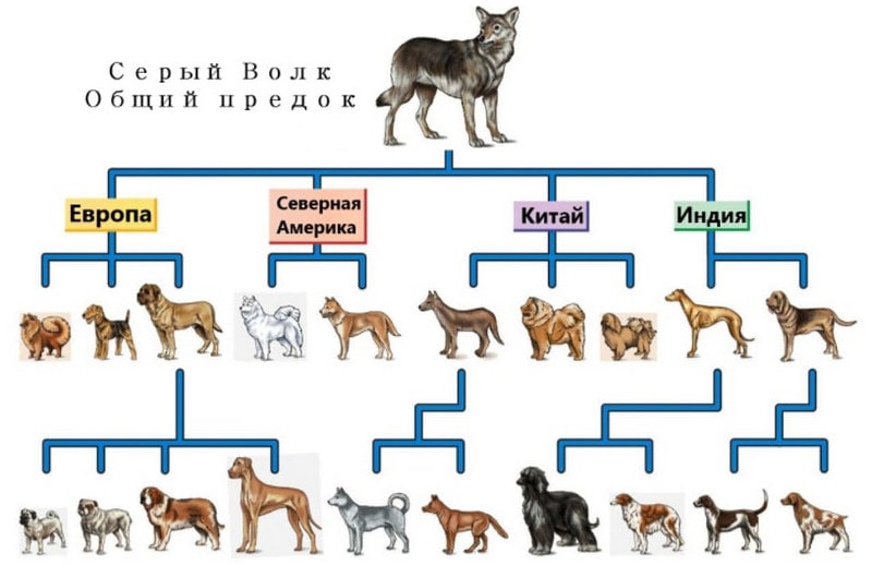 Селекция животных
