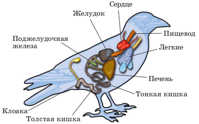 Внутренее строение птиц