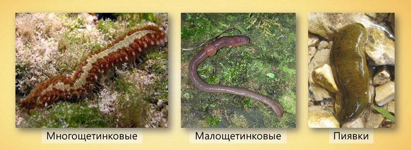 Тип кольчатые черви, классы