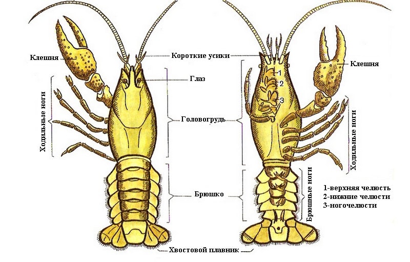 Внешнее строение ракообразных