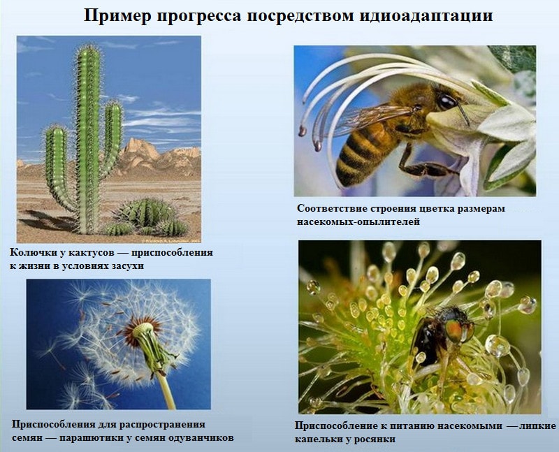 Биологический прогресс