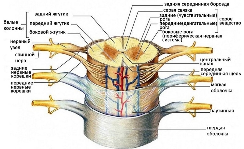 строение спинного мозга