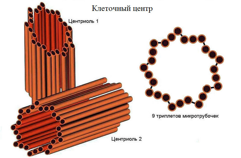 Строение клеточного центра