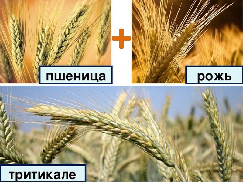 отдаленная гибридизация растений