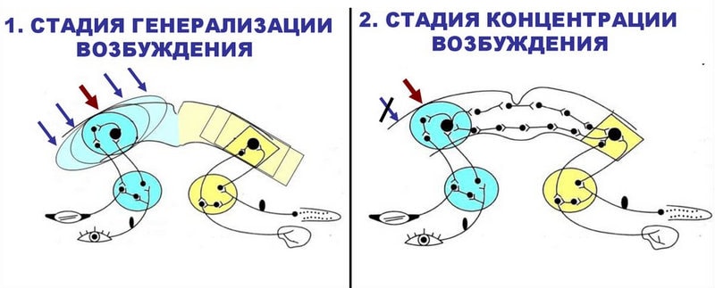 Механизм образования условного рефлекса
