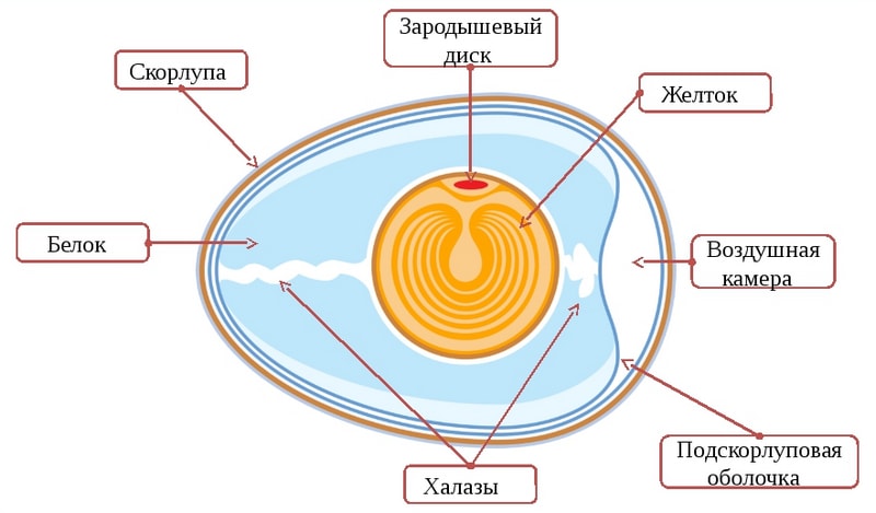Общее строение яйца