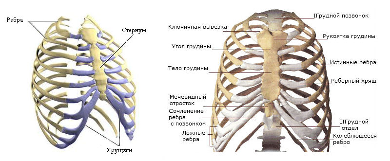 Строение грудной клетки