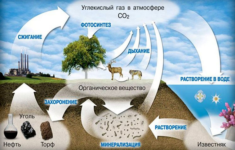 Биохимический круговорот в биосфере