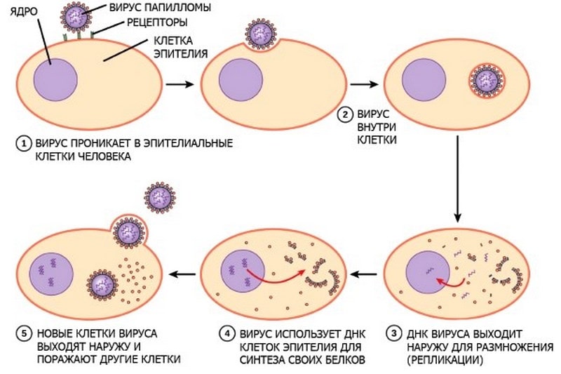 Процесс размножения вирусов