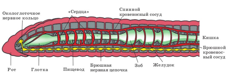 Кровеносная система
