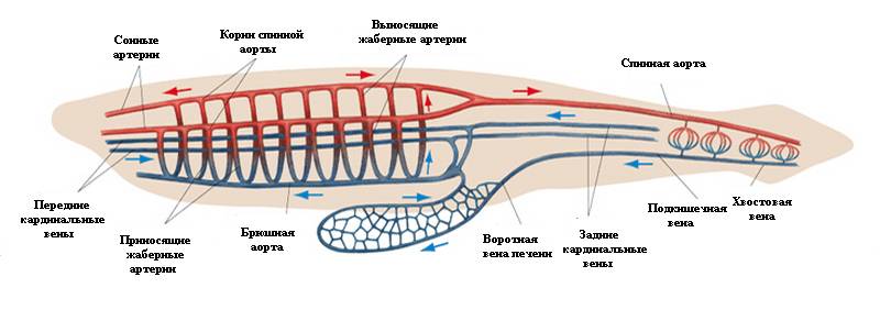 Кровеносная система ланцентников