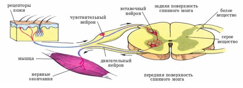 функции спинного мозга