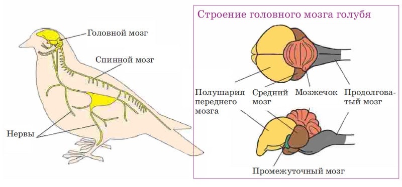 Нервная система голубя
