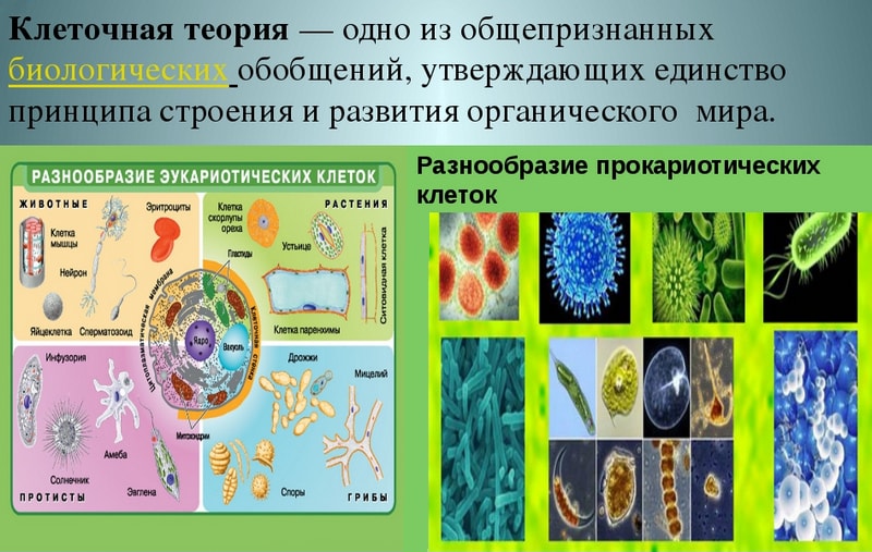 Клеточная теория