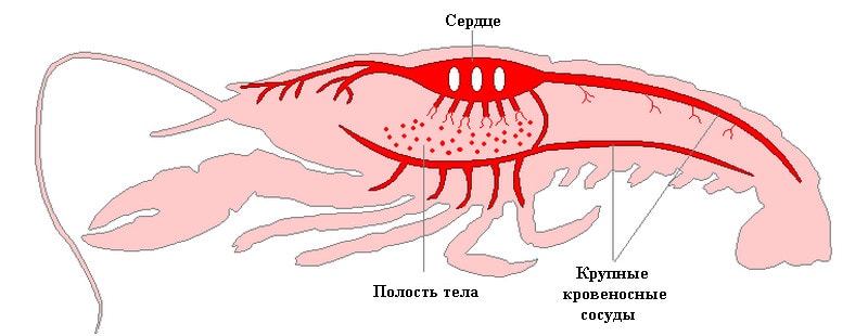 Кровеносная система ракообразных