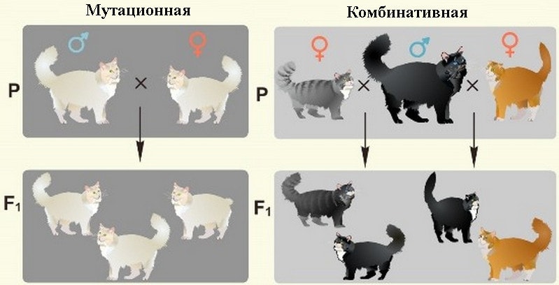 Наследственная изменчивость 