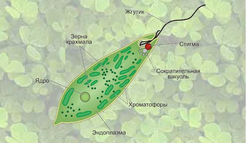 Строение эвглены