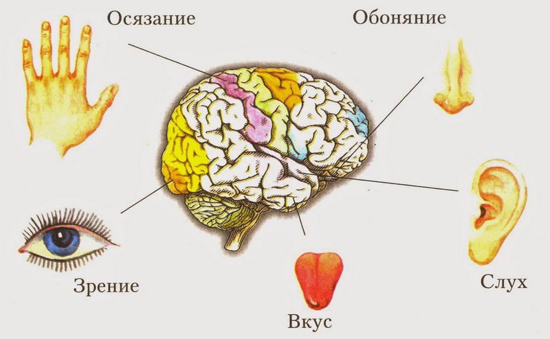 5 органов чувств у человека