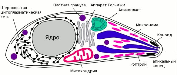 Строение апикомплекса