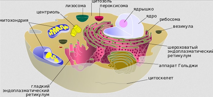 Строение и функции цитоплазмы