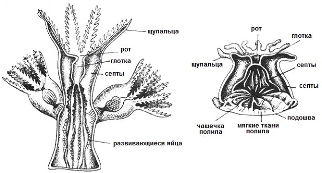 Строение кораллового полипа