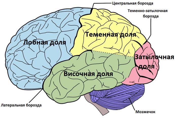 Доли и борозды полушарий головного мозга