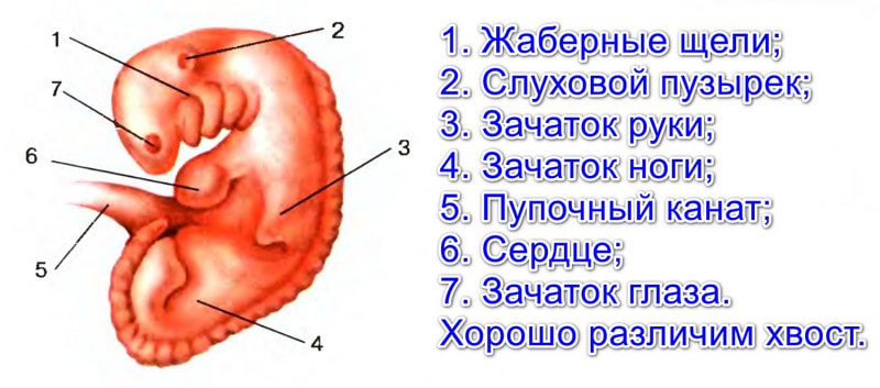 Эмбрион человека