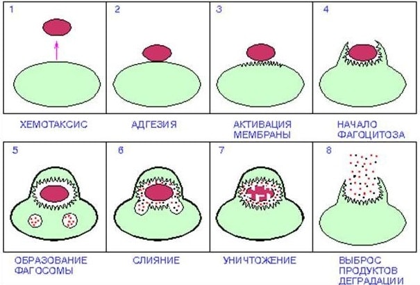 Стадии фагоцитоза