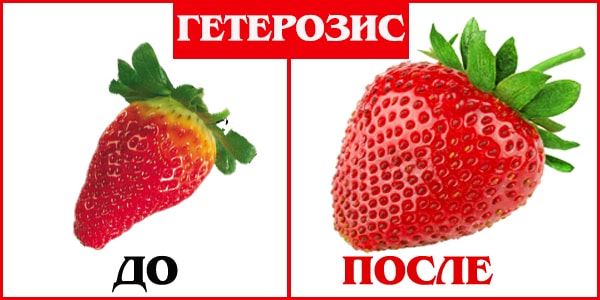 Гетерозис - суть явления