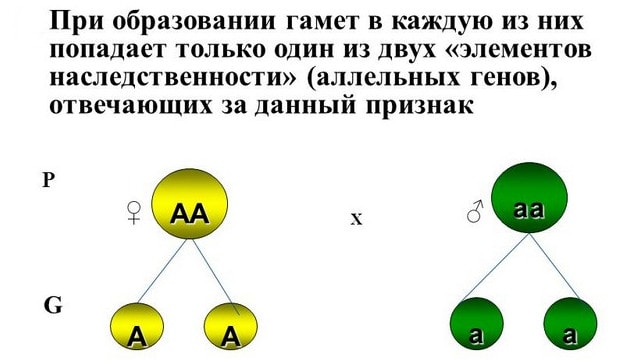 Гипотеза чистоты гамет