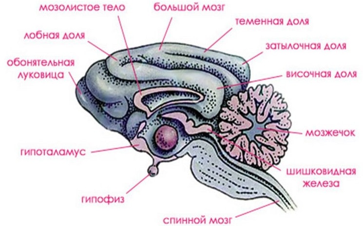 Головной мозг млекопитающих