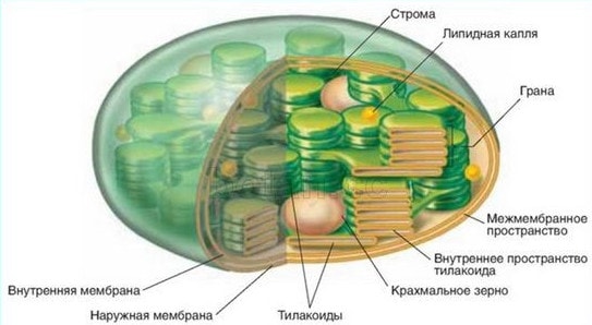 Строение хлоропласта