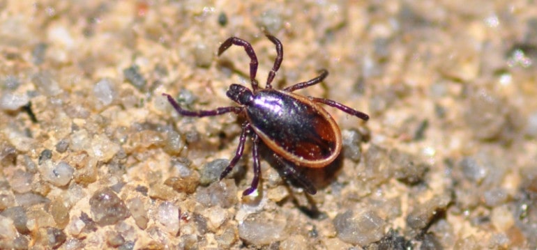 Ixodes - роди иксодовых клещей